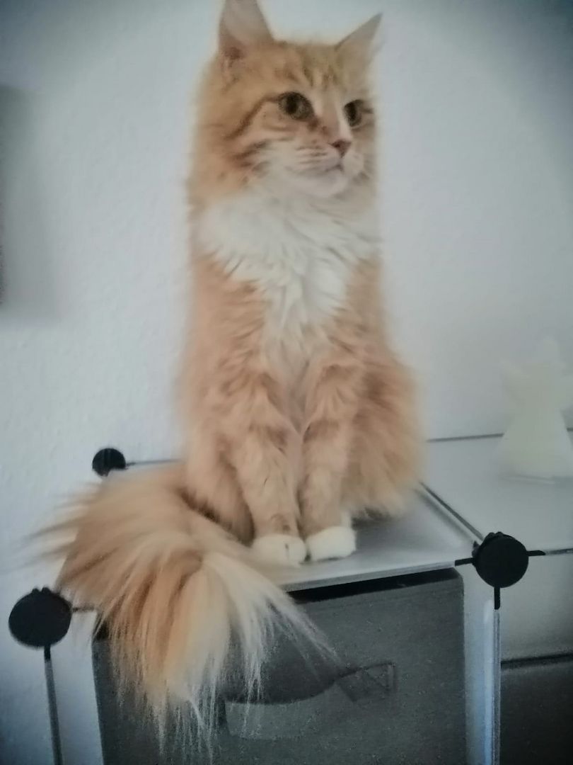 Main coon Norweger mix Main coon Norweger mix
