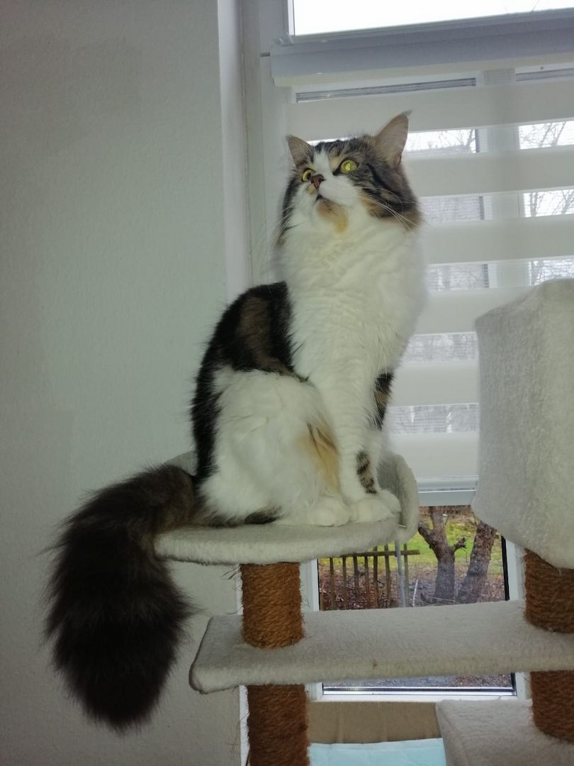 Main coon Norweger mix Main coon Norweger mix