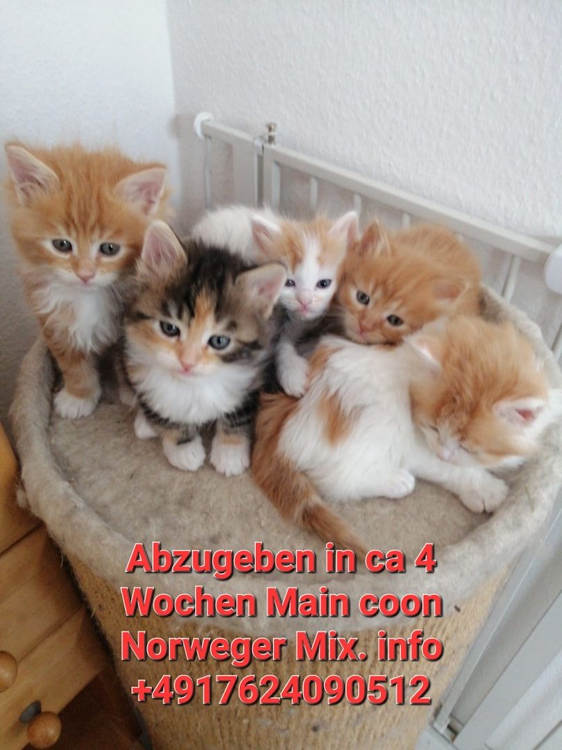 Main coon Norweger mix Main coon Norweger mix