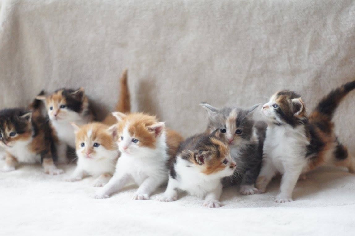 5 Wochen alte Main Coon Kätzchen verfügbar.