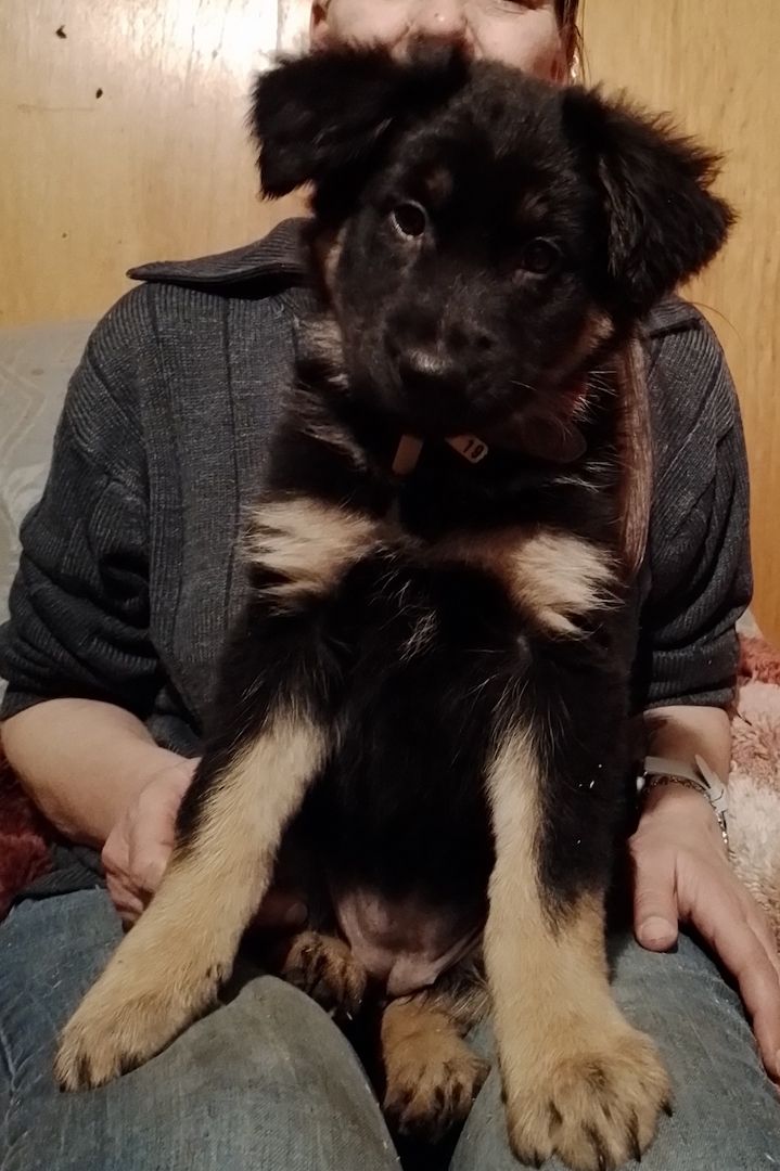 13 kleine Border Collie - Mixe