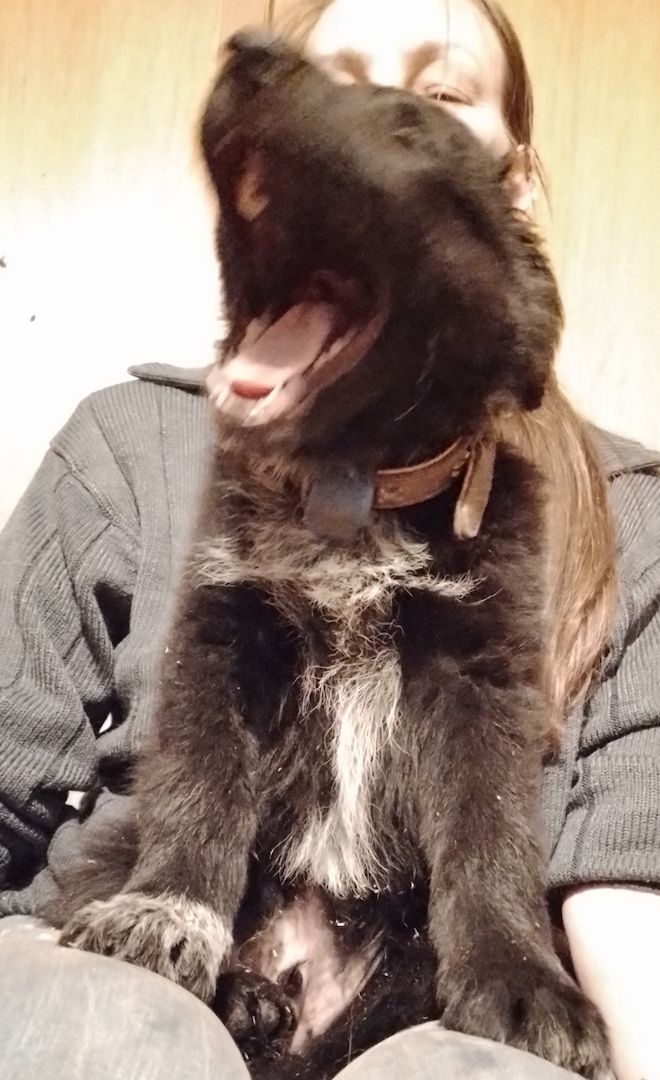 13 kleine Border Collie - Mixe