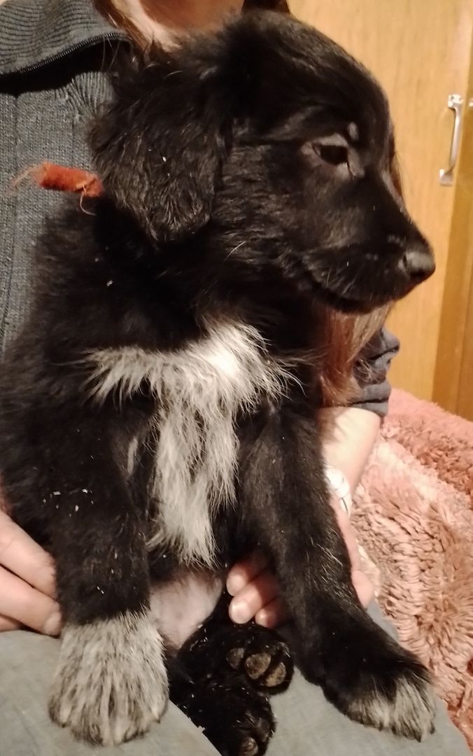 13 kleine Border Collie - Mixe