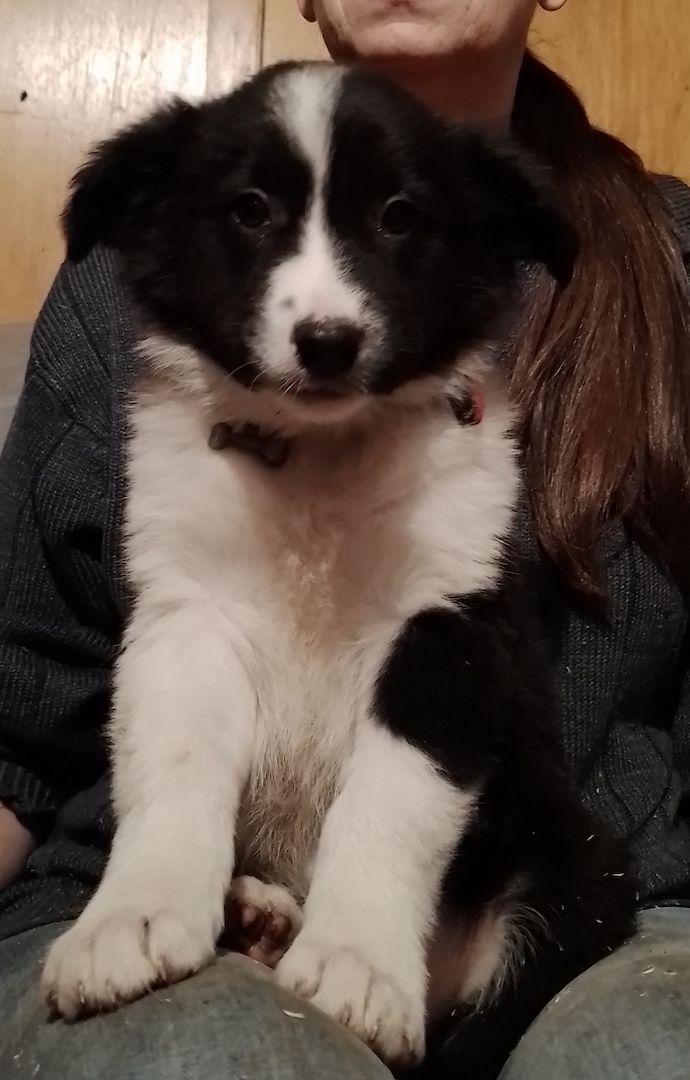 13 kleine Border Collie - Mixe