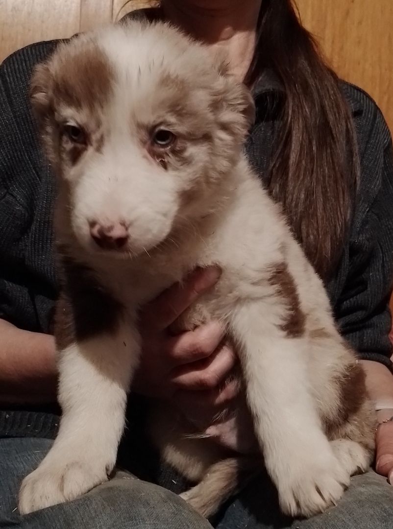 13 kleine Border Collie - Mixe