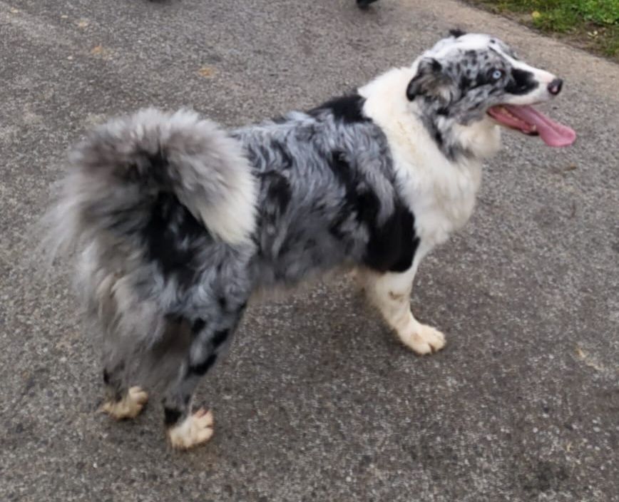 13 kleine Border Collie - Mixe