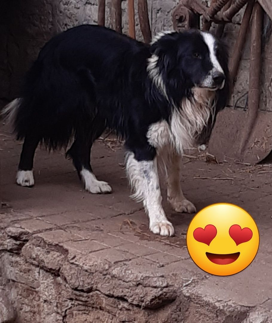 13 kleine Border Collie - Mixe