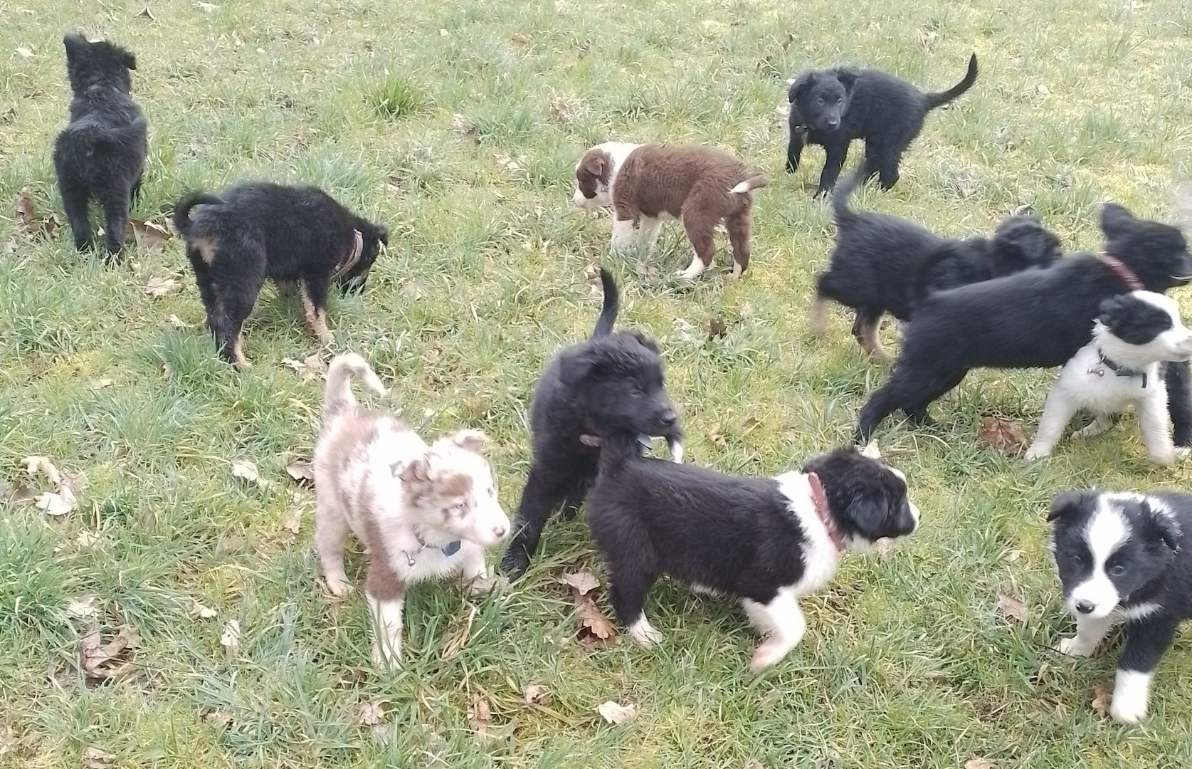 13 kleine Border Collie - Mixe