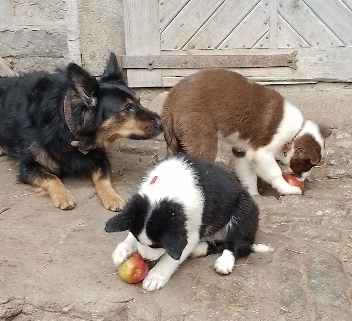 13 kleine Border Collie - Mixe