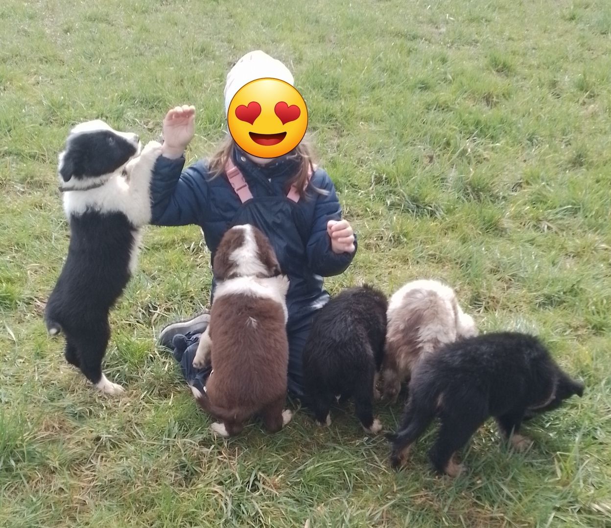 13 kleine Border Collie - Mixe