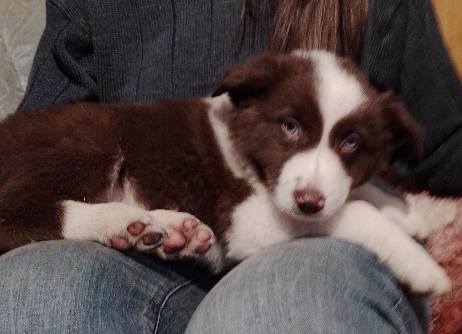 13 kleine Border Collie - Mixe