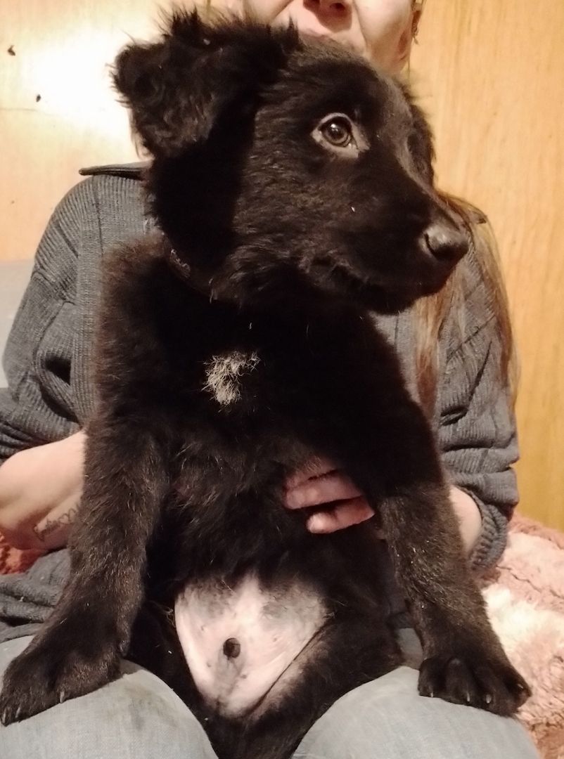 13 kleine Border Collie - Mixe