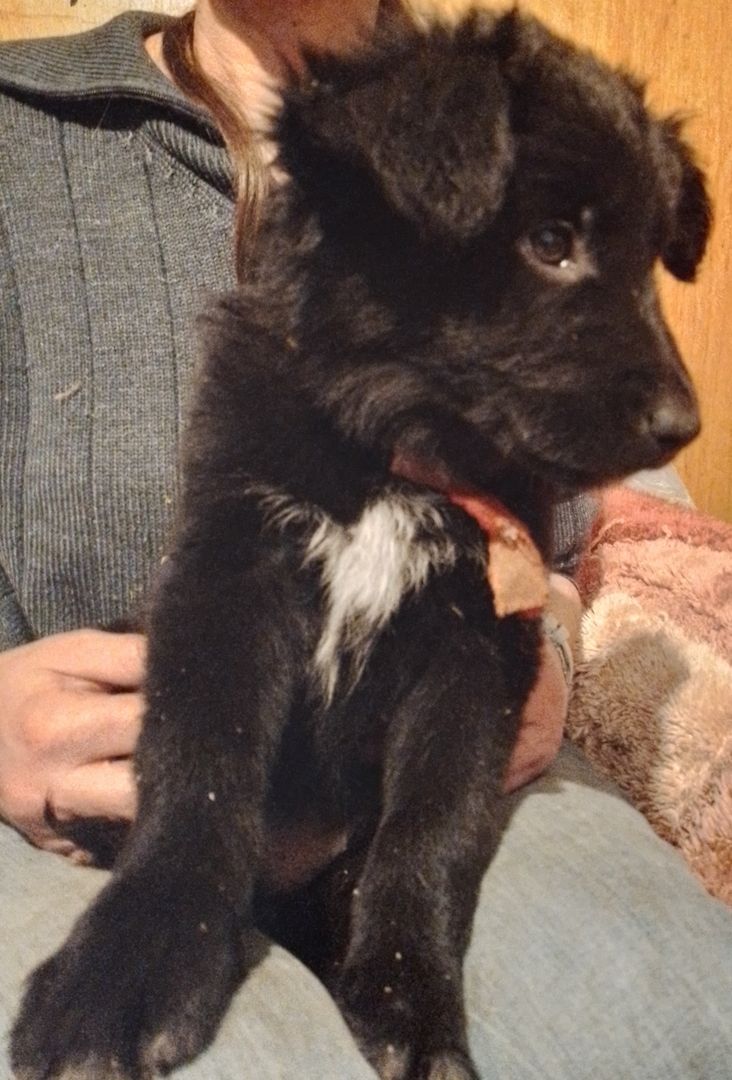 13 kleine Border Collie - Mixe