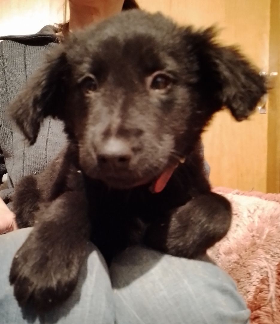 13 kleine Border Collie - Mixe