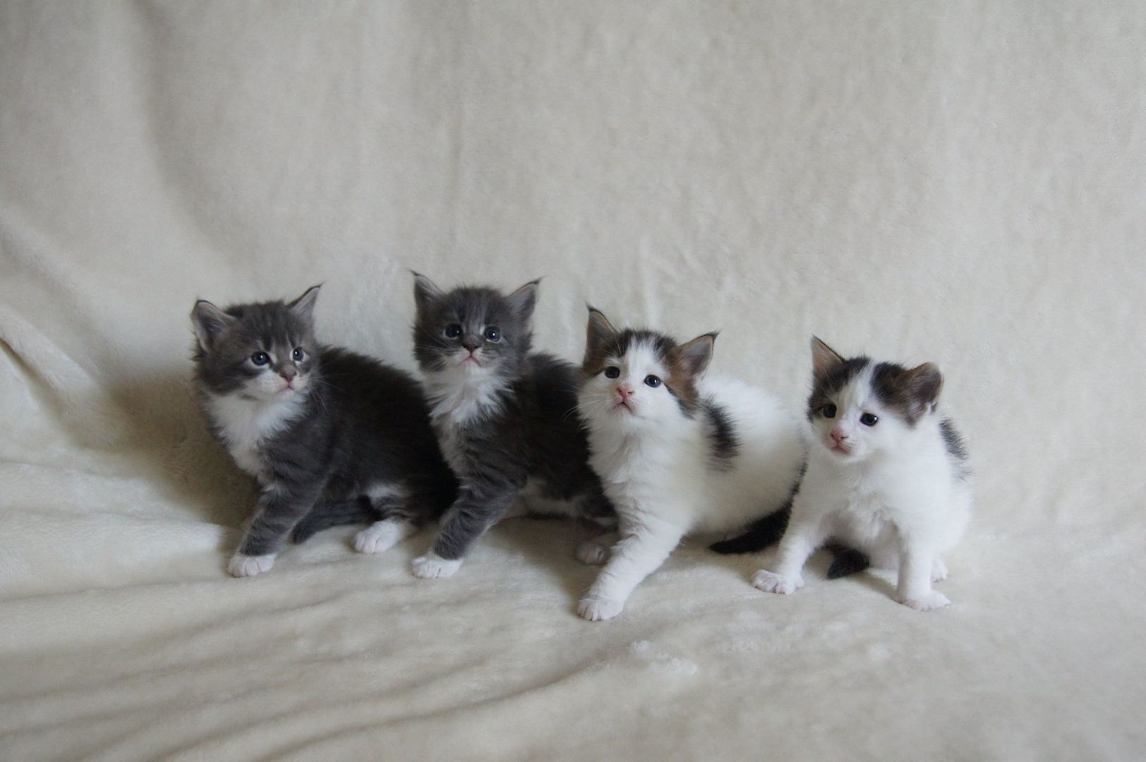 Maine Coon Kätzchen mit Stammbaum zu verkaufen