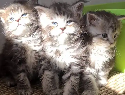 7 Maine Coon Kitten verfügbar.
