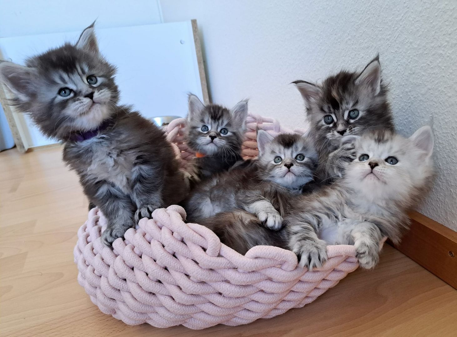 7 Maine Coon Kitten verfügbar.