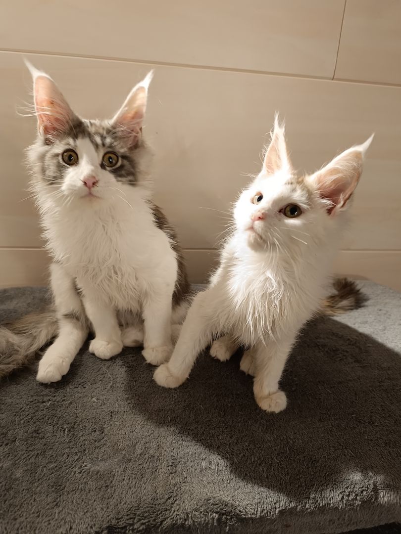 Reinrassige Main coon kitten