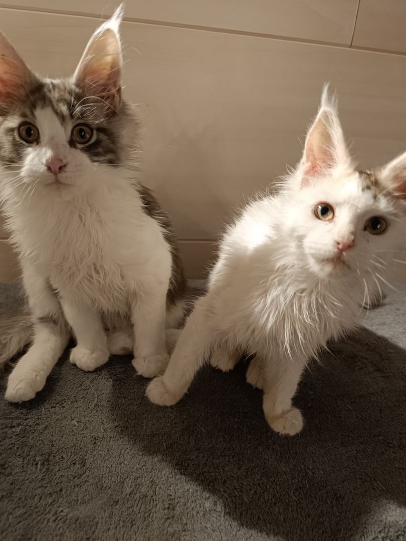 Reinrassige Main coon kitten