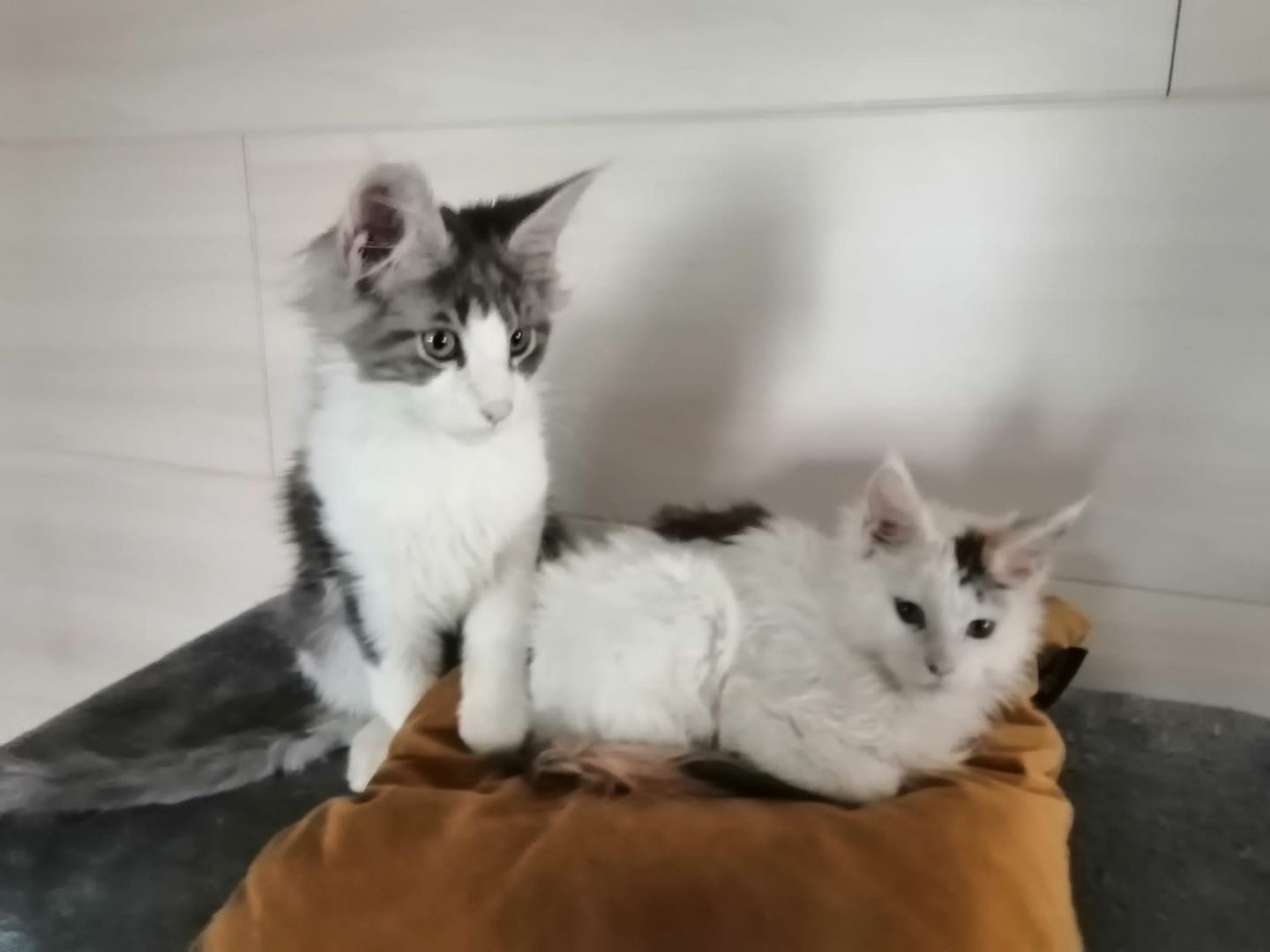 Reinrassige Main coon kitten