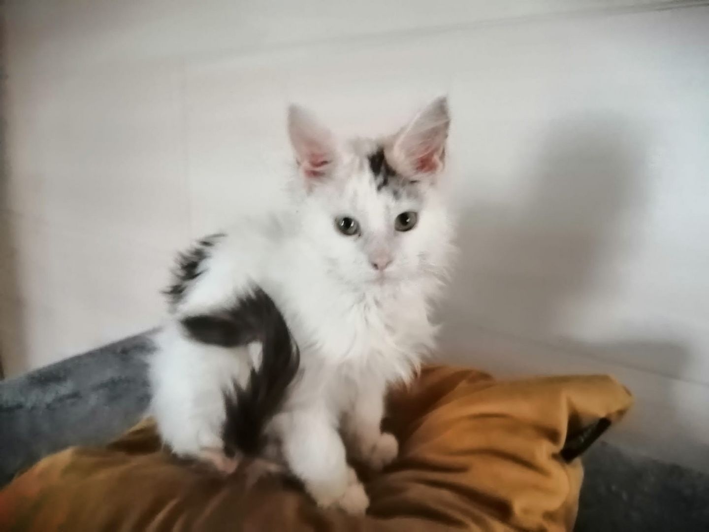 Reinrassige Main coon kitten