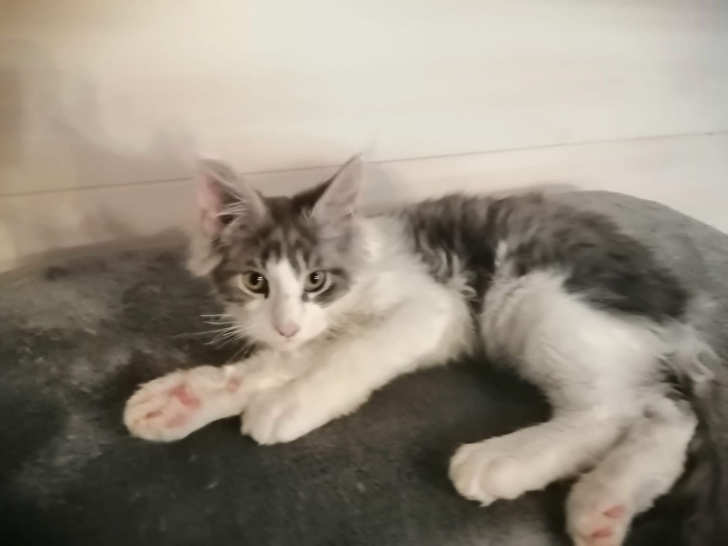 Reinrassige Main coon kitten