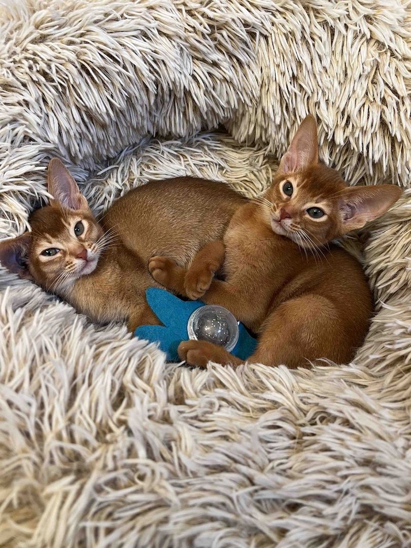 Abessinier Kitten