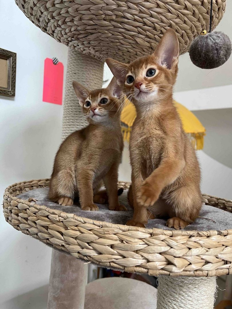 Abessinier Kitten