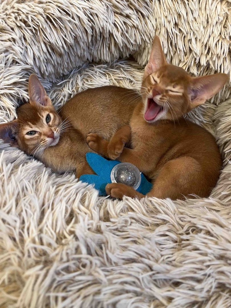 Abessinier Kitten