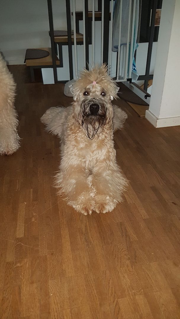 Irish Soft Coated Wheaten Terrier WELPEN