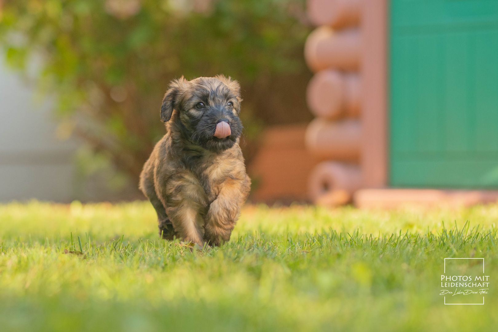 Irish Soft Coated Wheaten Terrier WELPEN