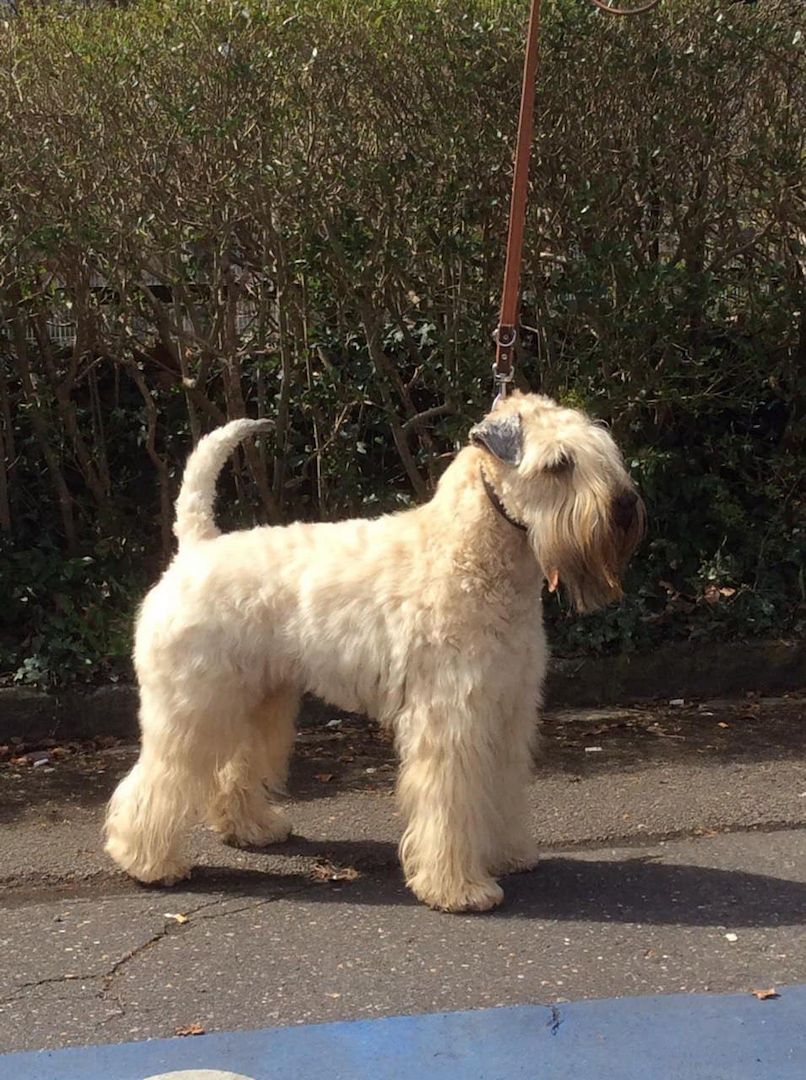 Irish Soft Coated Wheaten Terrier WELPEN