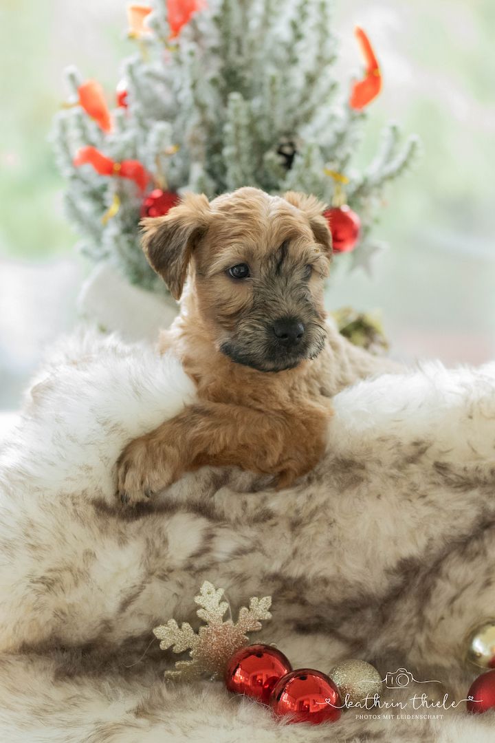 Irish Soft Coated Wheaten Terrier WELPEN
