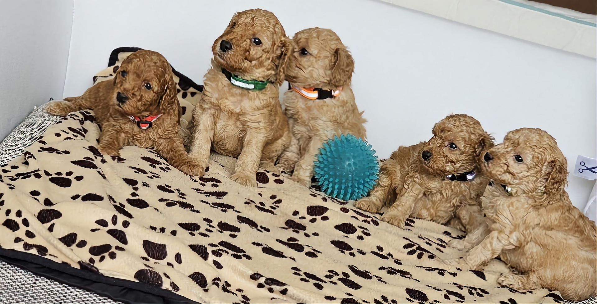 Zwergpudel Welpe Red/Aprico