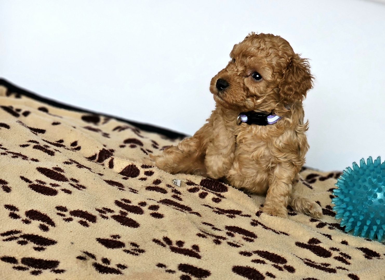 Zwergpudel Welpe Red/Aprico