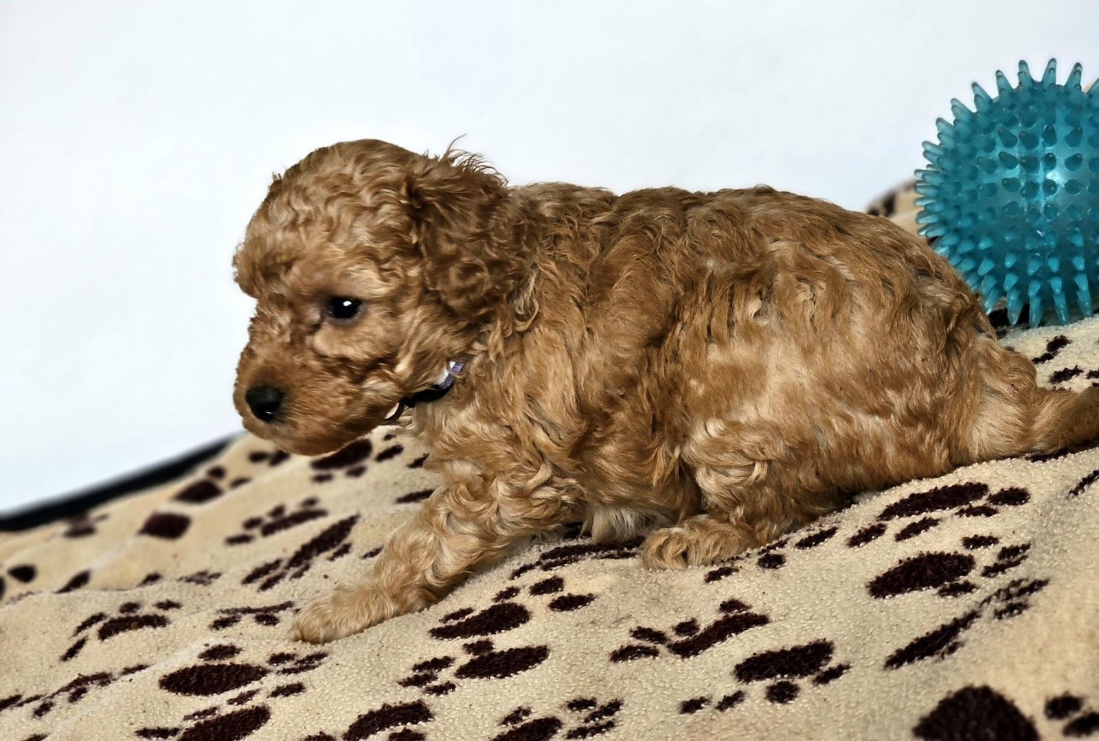 Zwergpudel Welpe Red/Aprico