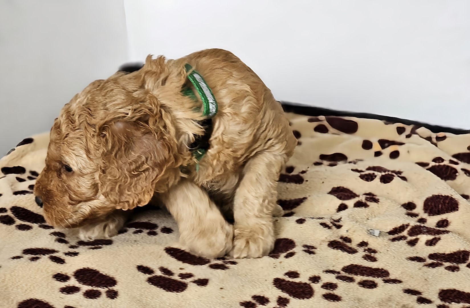 Zwergpudel Welpe Red/Aprico