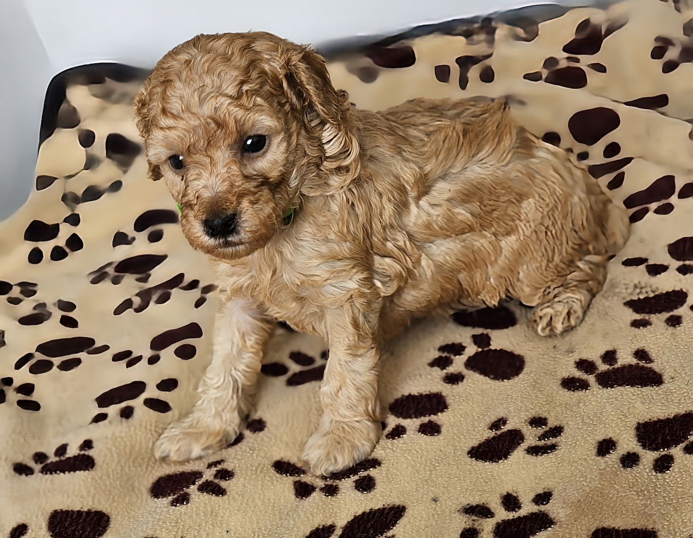 Zwergpudel Welpe Red/Aprico