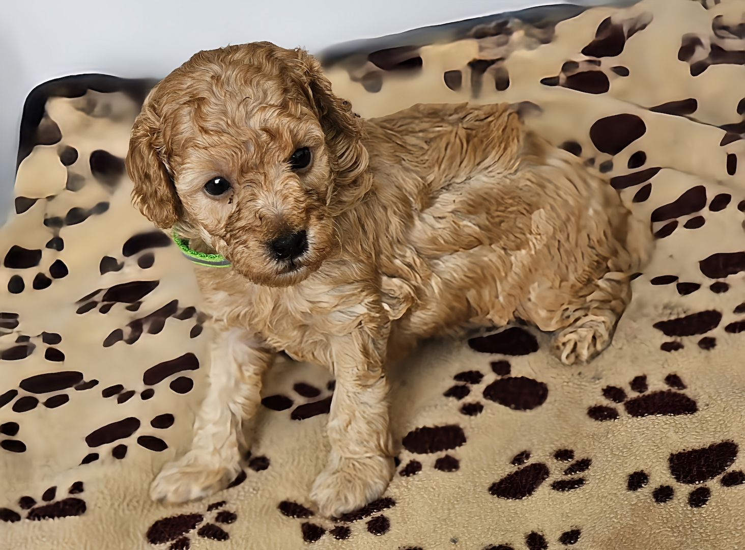 Zwergpudel Welpe Red/Aprico