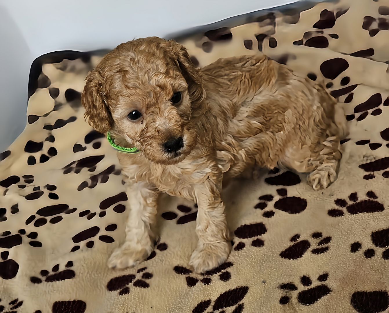 Zwergpudel Welpe Red/Aprico