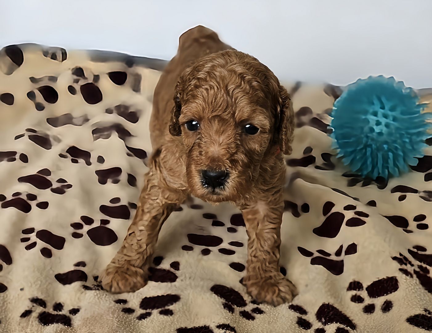 Zwergpudel Welpe Red/Aprico