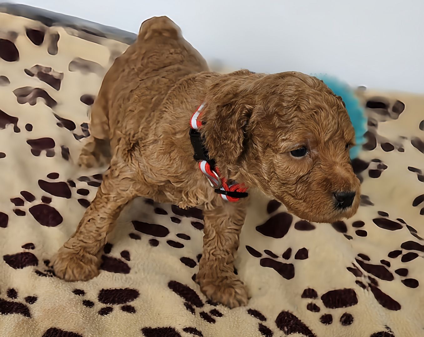 Zwergpudel Welpe Red/Aprico