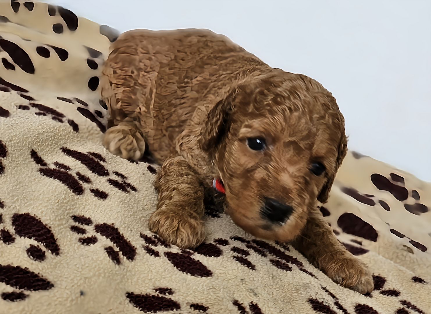 Zwergpudel Welpe Red/Aprico