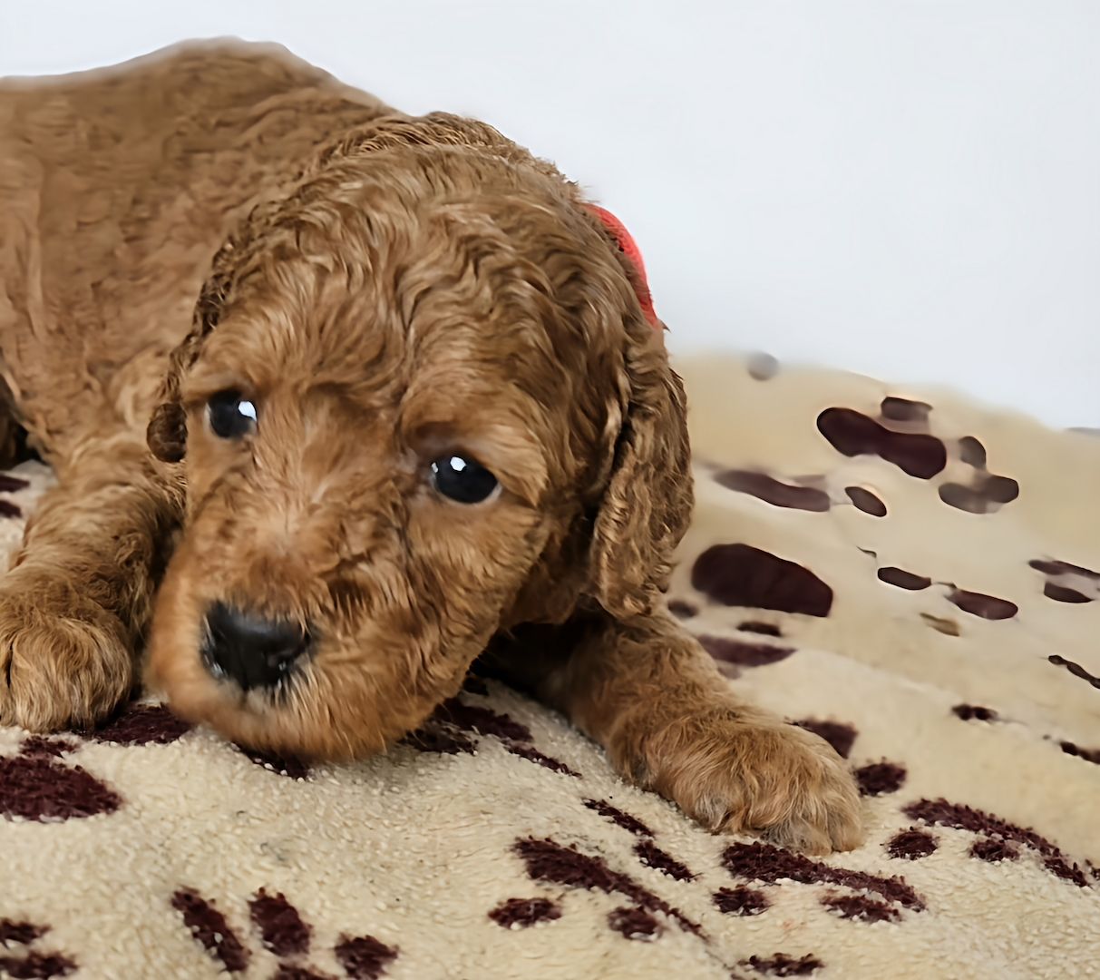 Zwergpudel Welpe Red/Aprico