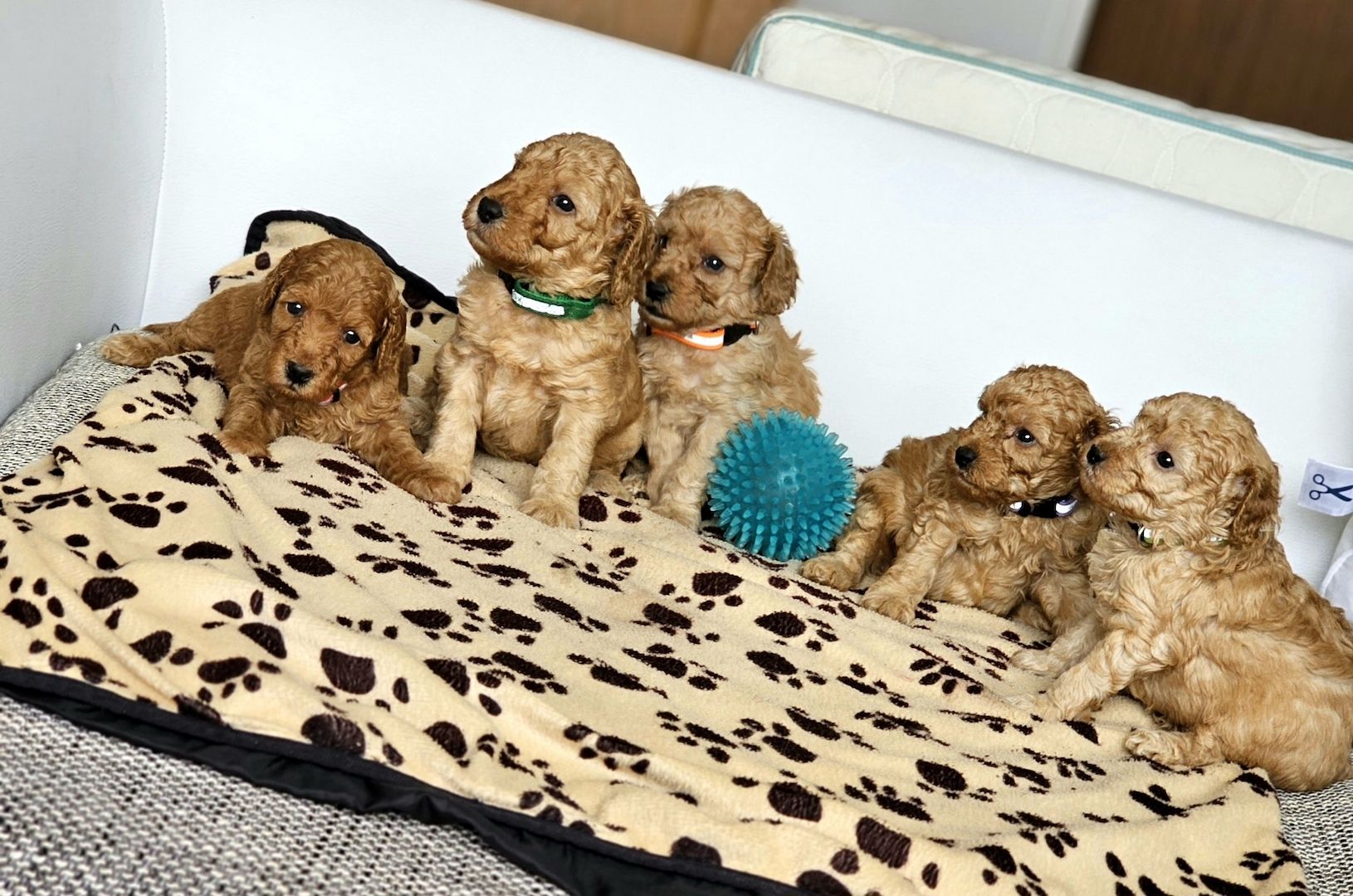 Zwergpudel Welpe Red/Aprico