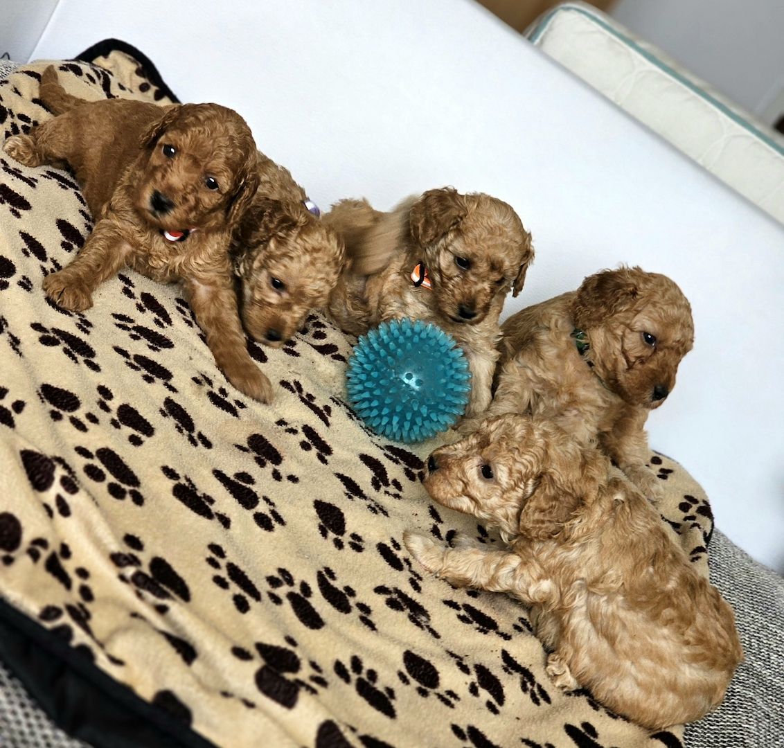 Zwergpudel Welpe Red/Aprico