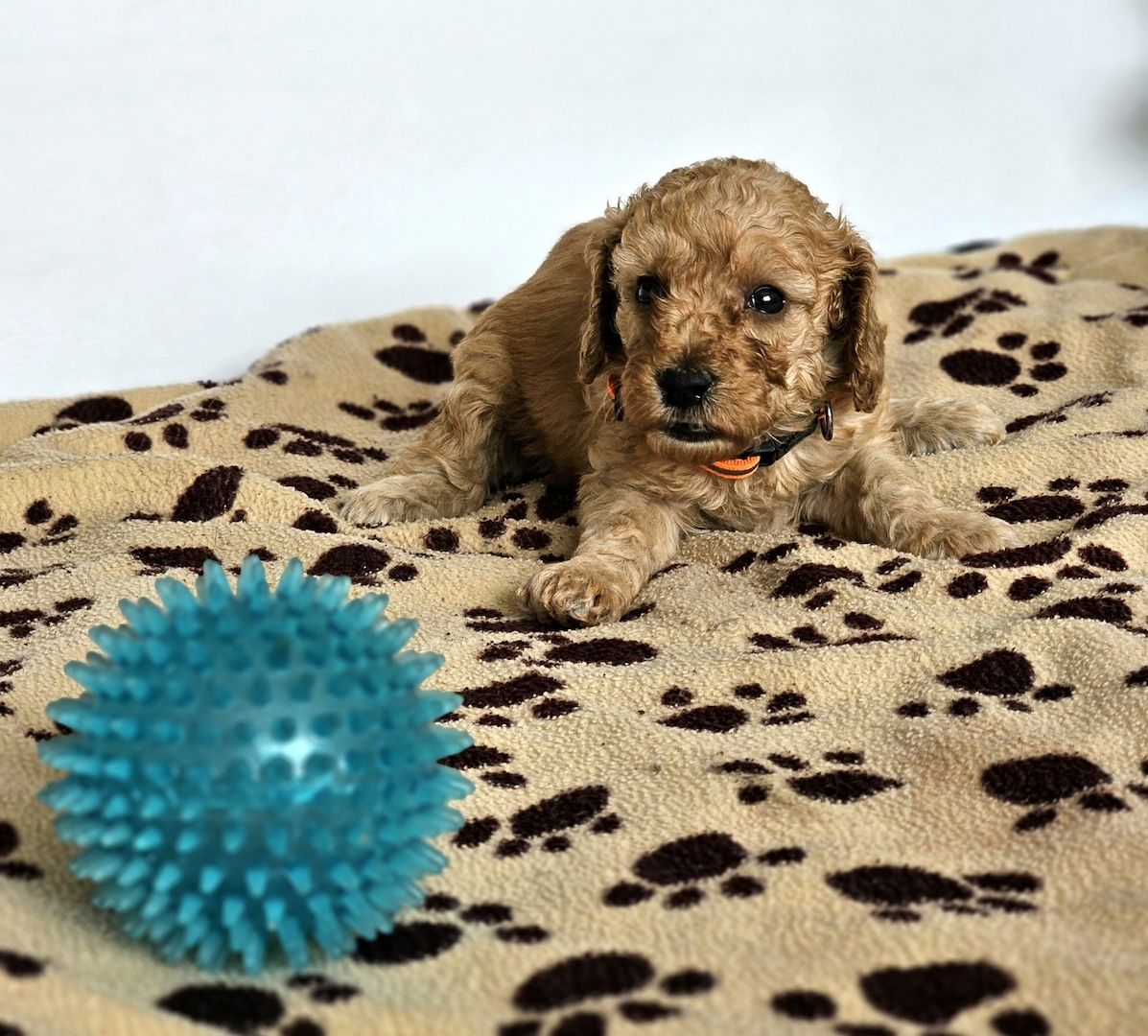 Zwergpudel Welpe Red/Aprico