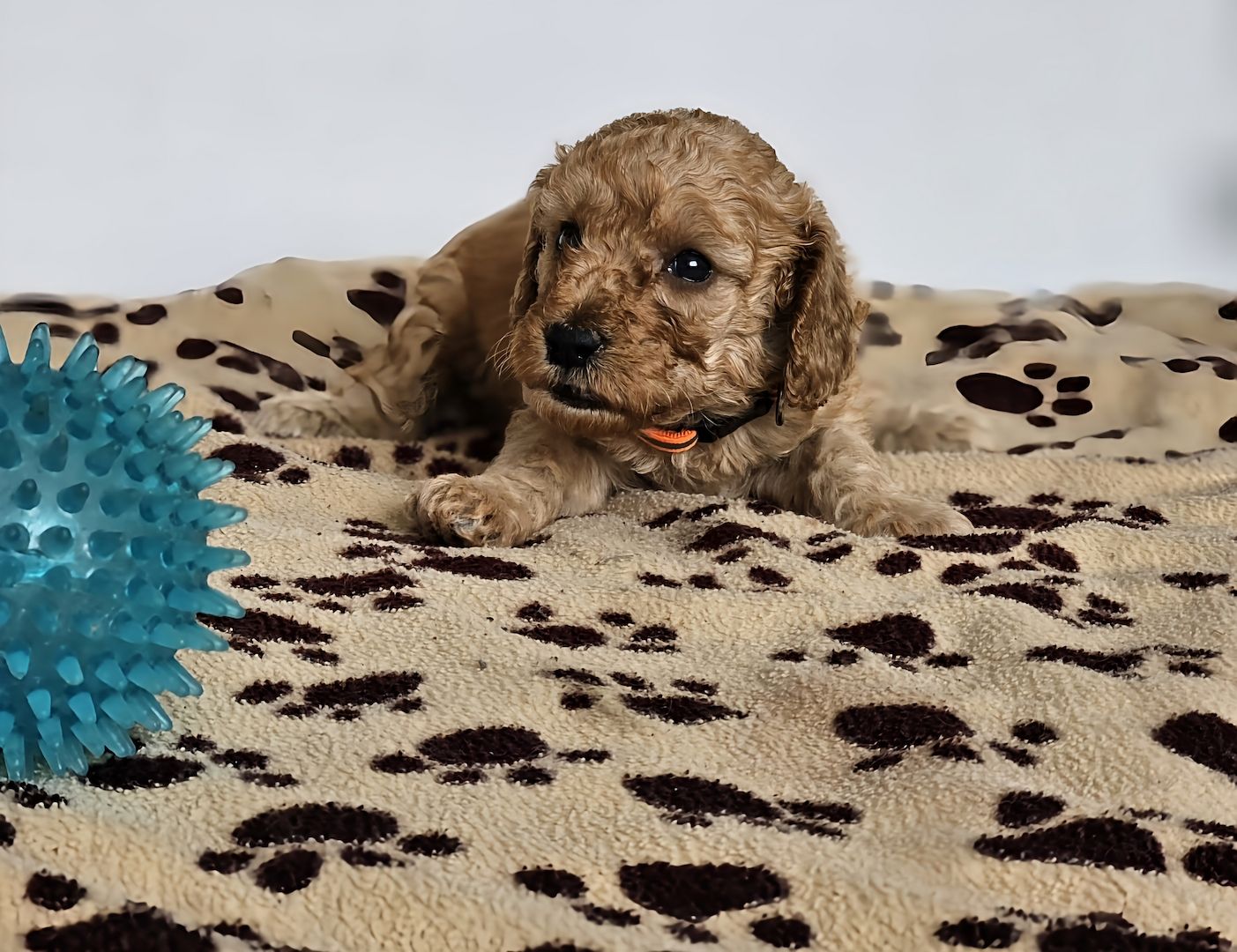 Zwergpudel Welpe Red/Aprico