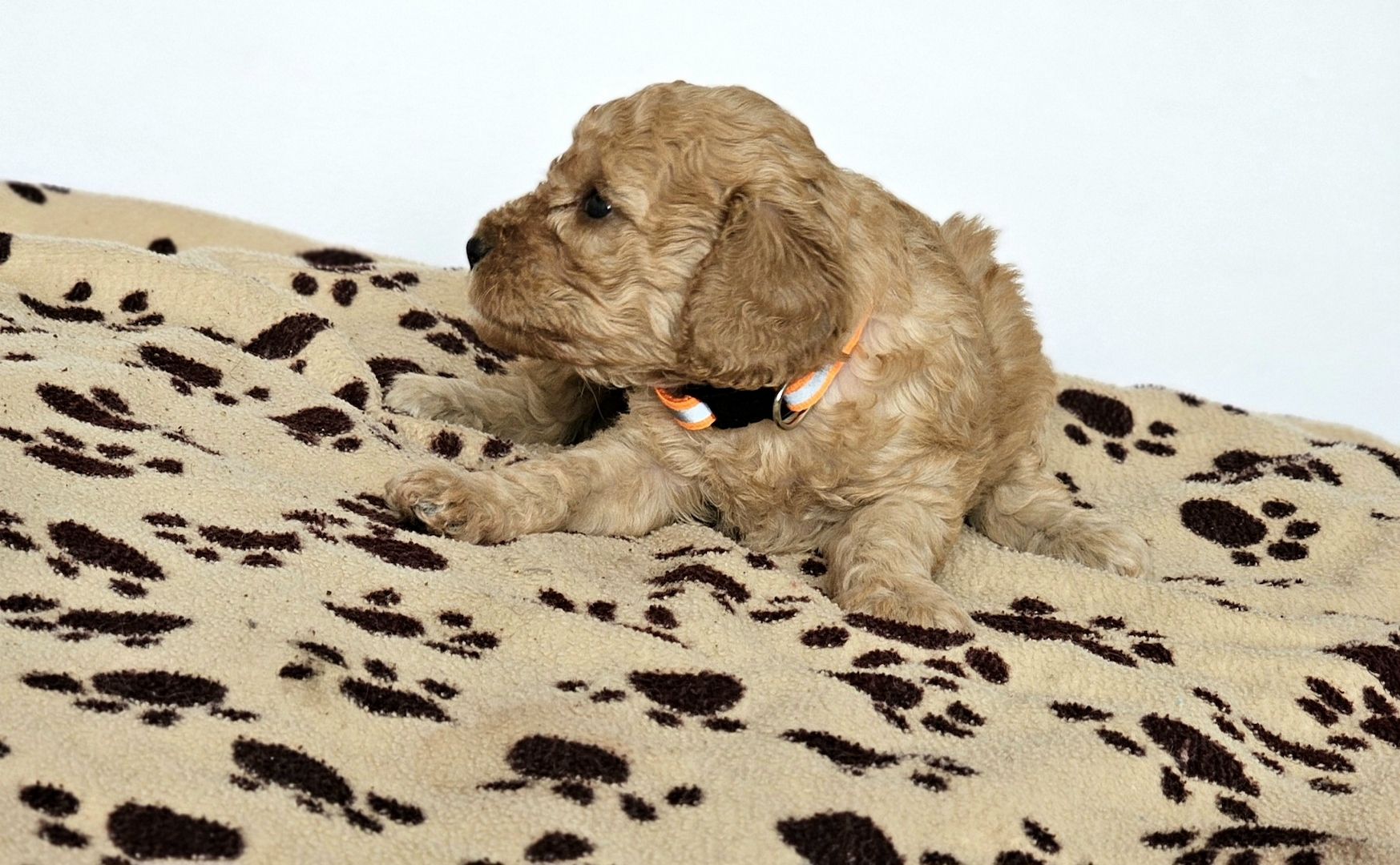 Zwergpudel Welpe Red/Aprico