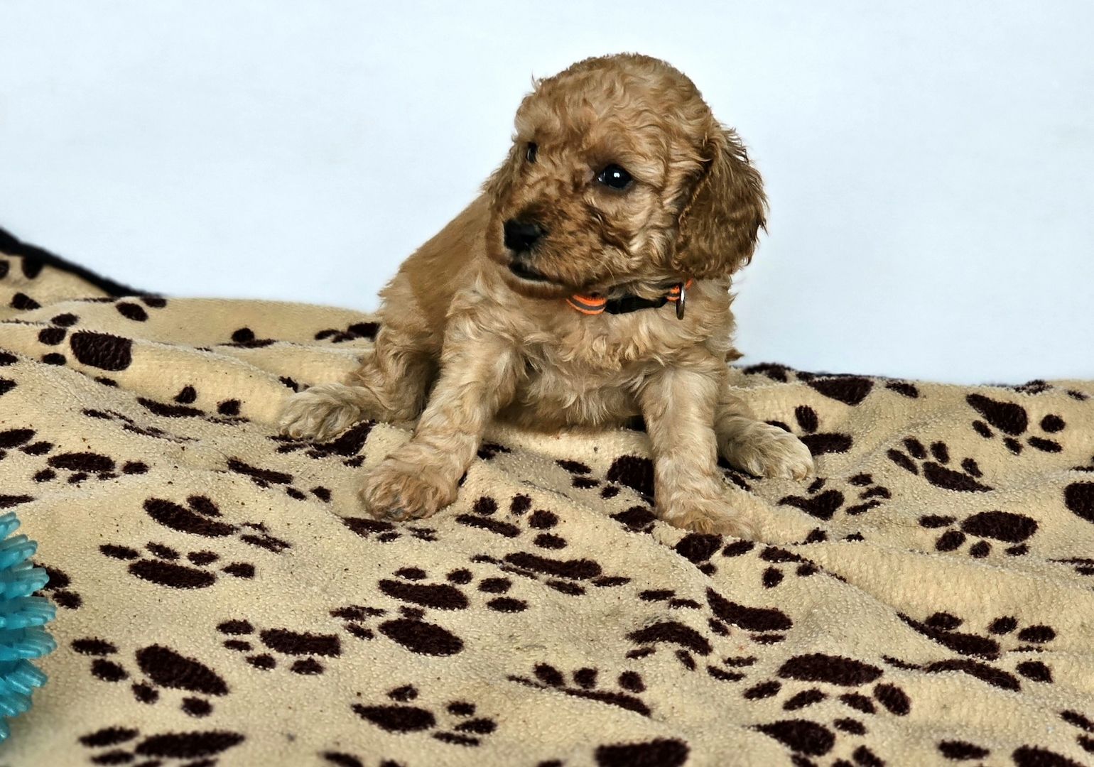 Zwergpudel Welpe Red/Aprico